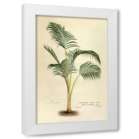 Hyophorbe Indica White Modern Wood Framed Art Print by Van Houtteano. Horto