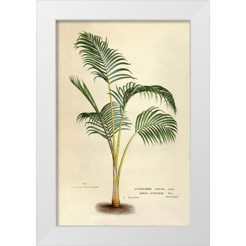 Hyophorbe Indica White Modern Wood Framed Art Print by Van Houtteano. Horto