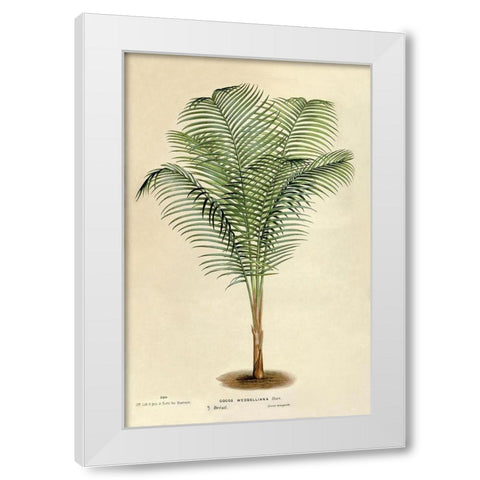 Cocos Weddeliana White Modern Wood Framed Art Print by Van Houtteano. Horto