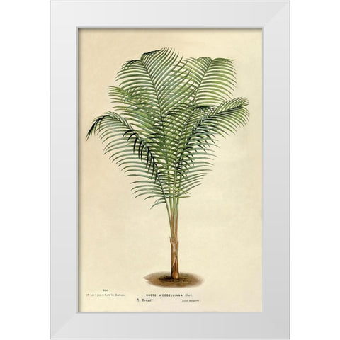 Cocos Weddeliana White Modern Wood Framed Art Print by Van Houtteano. Horto