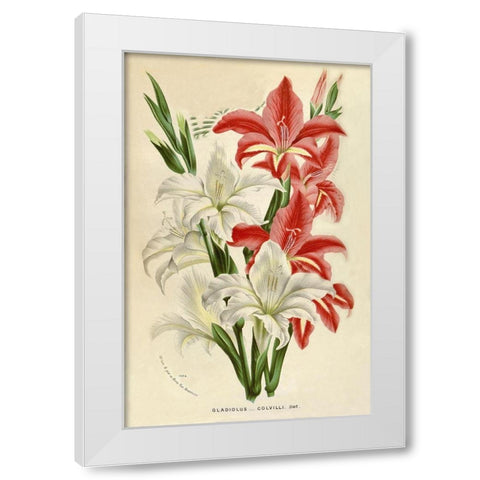 Gladiolus White Modern Wood Framed Art Print by Van Houtteano. Horto