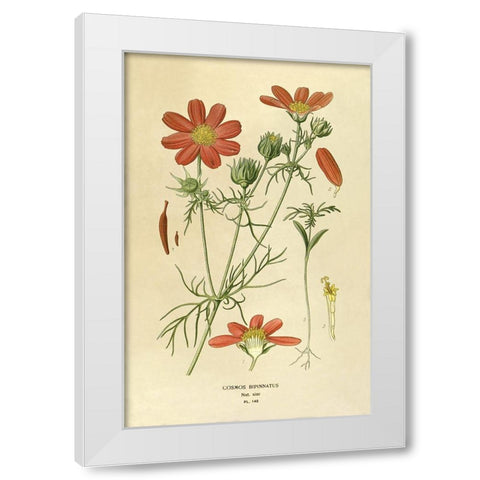 Cosmos Bipinnatus White Modern Wood Framed Art Print by Anonymous