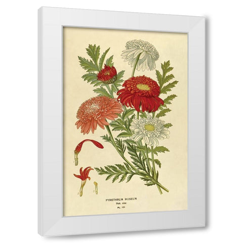 Pyrethrum Roseum White Modern Wood Framed Art Print by Anonymous