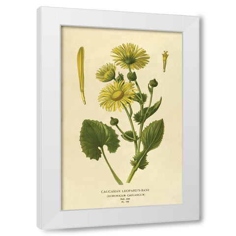 Caucasian Leopardâ€™s Bane White Modern Wood Framed Art Print by Anonymous