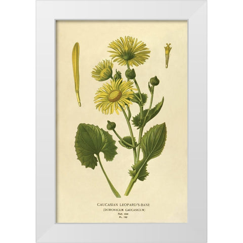 Caucasian Leopardâ€™s Bane White Modern Wood Framed Art Print by Anonymous