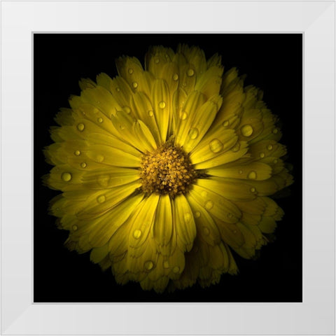 Yellow Chrysanthemum White Modern Wood Framed Art Print by Carson, Brian