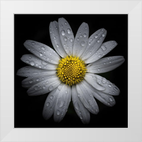 Daisy with Water Droplets White Modern Wood Framed Art Print by Carson, Brian