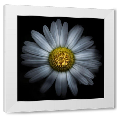 Daisy White Modern Wood Framed Art Print by Carson, Brian