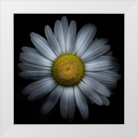 Daisy White Modern Wood Framed Art Print by Carson, Brian