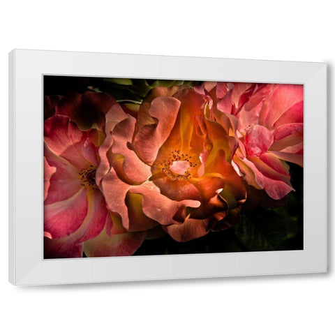Roses White Modern Wood Framed Art Print by Carson, Brian
