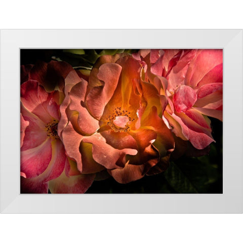 Roses White Modern Wood Framed Art Print by Carson, Brian