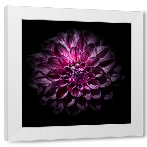 Purple Dahlia White Modern Wood Framed Art Print by Carson, Brian
