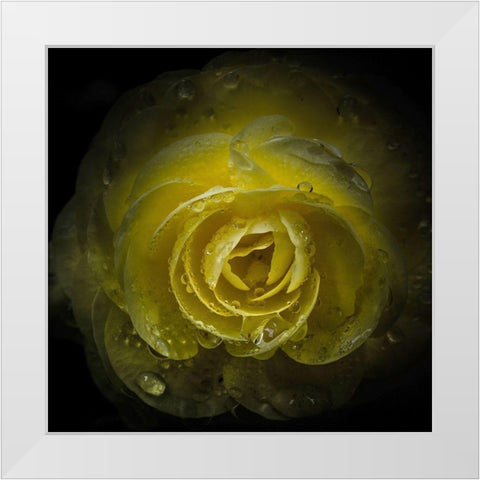 Yellow Rose with Water Droplets White Modern Wood Framed Art Print by Carson, Brian