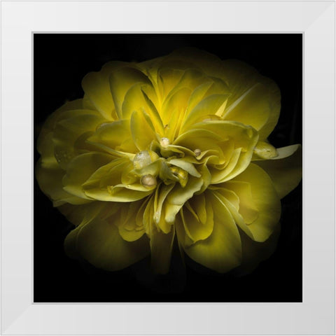 Golden Yellow Petals White Modern Wood Framed Art Print by Carson, Brian