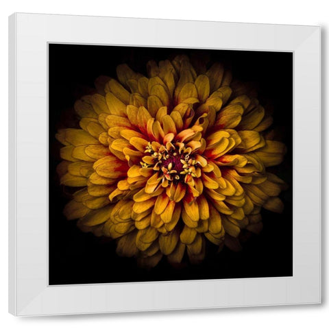 Orange Chrysanthemum White Modern Wood Framed Art Print by Carson, Brian