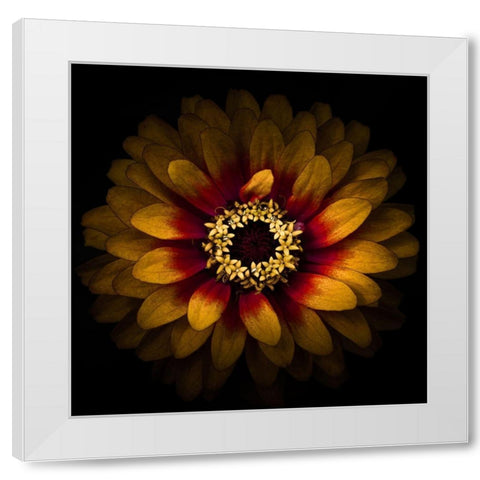 Yellow Red Chrysanthemum White Modern Wood Framed Art Print by Carson, Brian