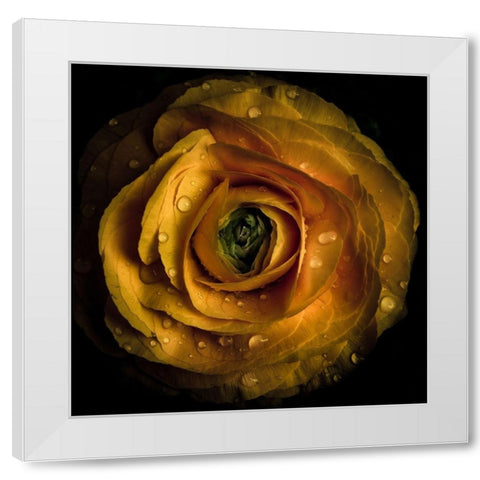 Golden Yellow Rose White Modern Wood Framed Art Print by Carson, Brian