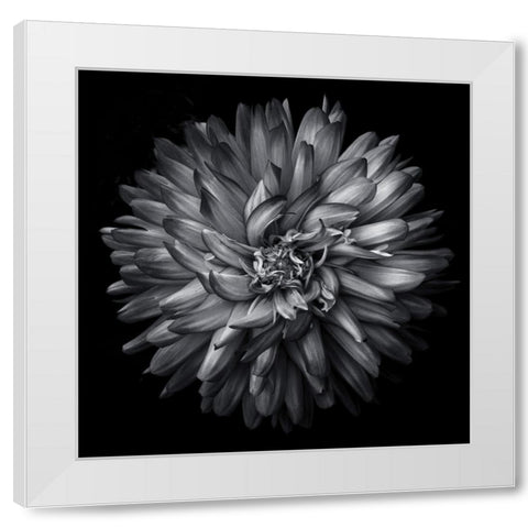 Black and White Petals White Modern Wood Framed Art Print by Carson, Brian