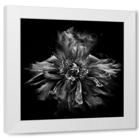 Dynamic Petals White Modern Wood Framed Art Print by Carson, Brian