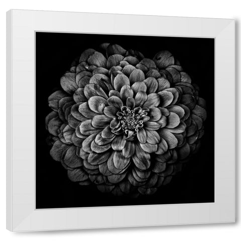 Black and White Chrysanthemum White Modern Wood Framed Art Print by Carson, Brian