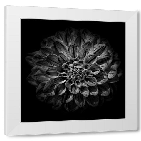 Black and White Dahlia  White Modern Wood Framed Art Print by Carson, Brian
