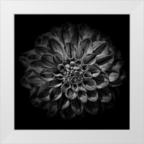 Black and White Dahlia  White Modern Wood Framed Art Print by Carson, Brian