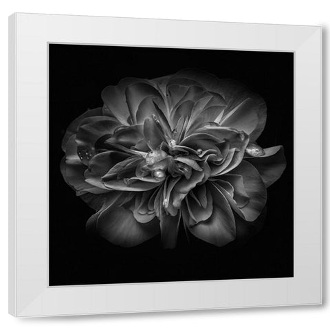 Black and White Petals II White Modern Wood Framed Art Print by Carson, Brian