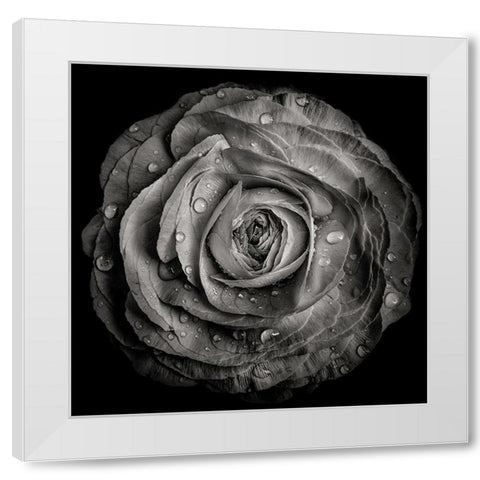 Black and White Rose White Modern Wood Framed Art Print by Carson, Brian