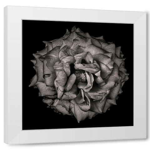Black and White Flower White Modern Wood Framed Art Print by Carson, Brian