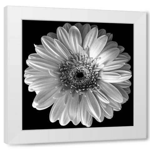 Black and White Gerbera White Modern Wood Framed Art Print by Graciet, Stephane