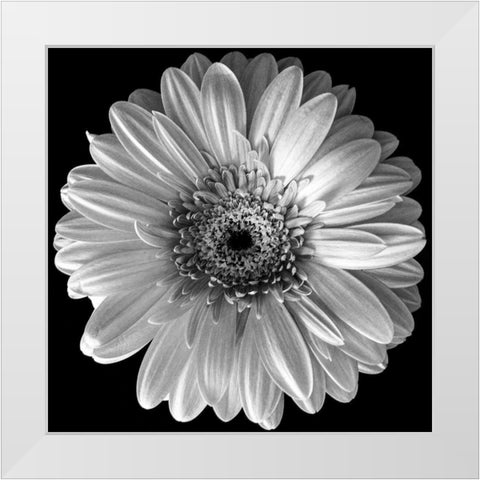 Black and White Gerbera White Modern Wood Framed Art Print by Graciet, Stephane