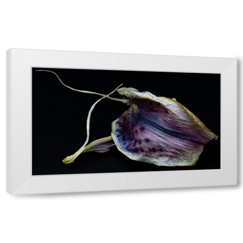 Lily Petal White Modern Wood Framed Art Print by Graciet, Stephane