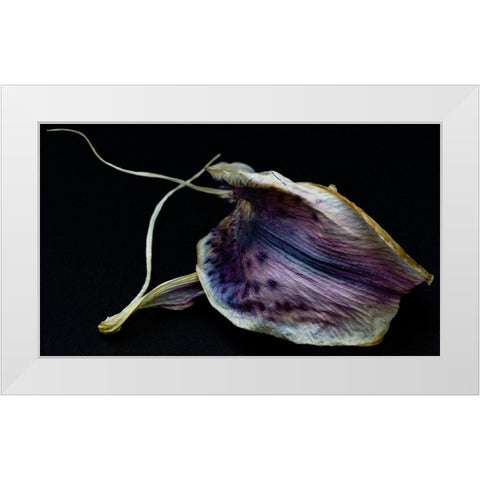 Lily Petal White Modern Wood Framed Art Print by Graciet, Stephane