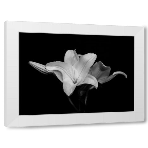 White Lily White Modern Wood Framed Art Print by Graciet, Stephane
