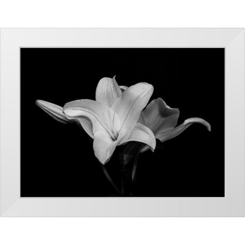 White Lily White Modern Wood Framed Art Print by Graciet, Stephane