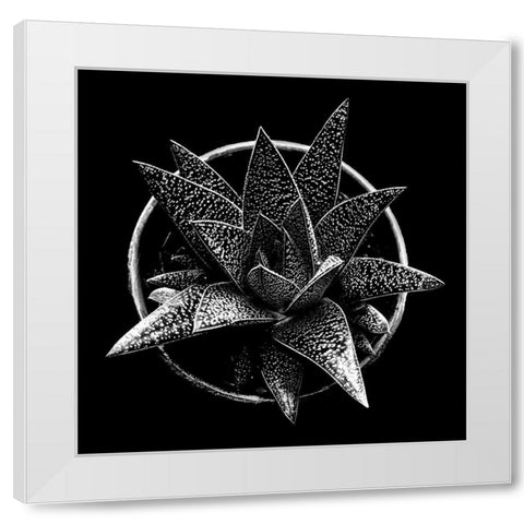 Black and White Succulent  White Modern Wood Framed Art Print by Graciet, Stephane