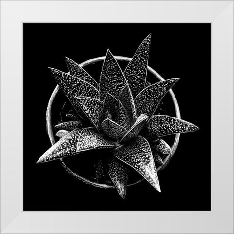Black and White Succulent  White Modern Wood Framed Art Print by Graciet, Stephane