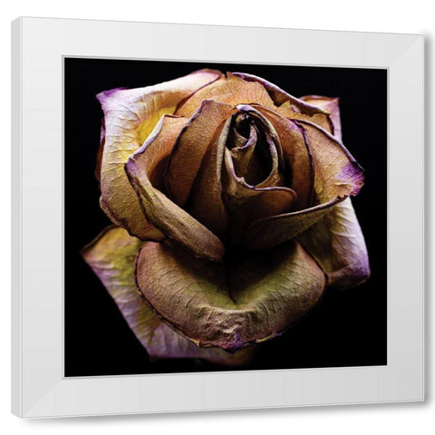 Colorful Rose White Modern Wood Framed Art Print by Graciet, Stephane
