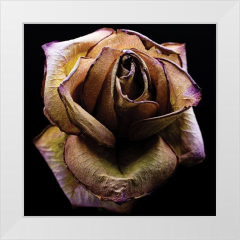 Colorful Rose White Modern Wood Framed Art Print by Graciet, Stephane
