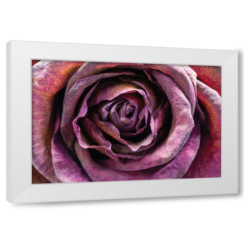 Purple Rose White Modern Wood Framed Art Print by Graciet, Stephane