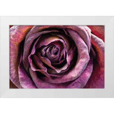 Purple Rose White Modern Wood Framed Art Print by Graciet, Stephane