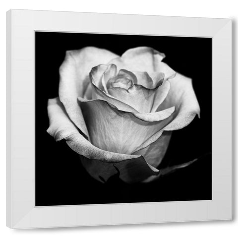 Black and White Rose White Modern Wood Framed Art Print by Graciet, Stephane