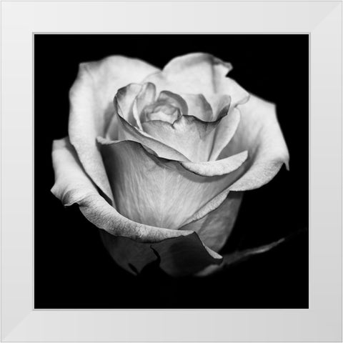 Black and White Rose White Modern Wood Framed Art Print by Graciet, Stephane