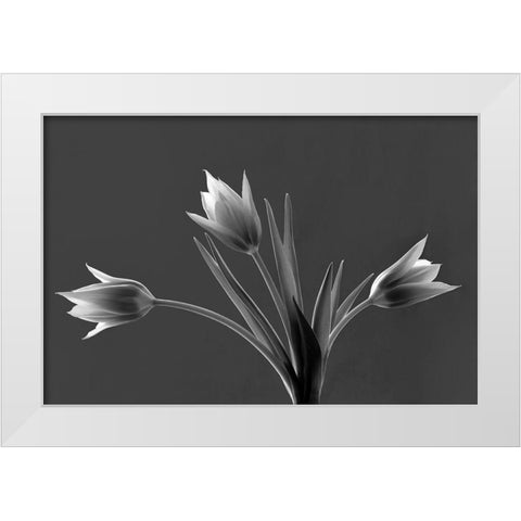 Tulip Trio White Modern Wood Framed Art Print by Frates, Dennis