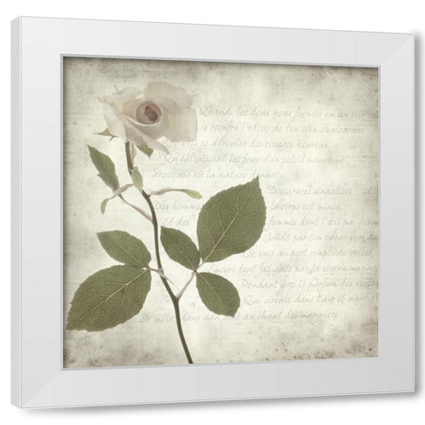 Retro Rose White Modern Wood Framed Art Print by Anonymous