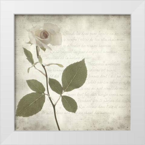 Retro Rose White Modern Wood Framed Art Print by Anonymous