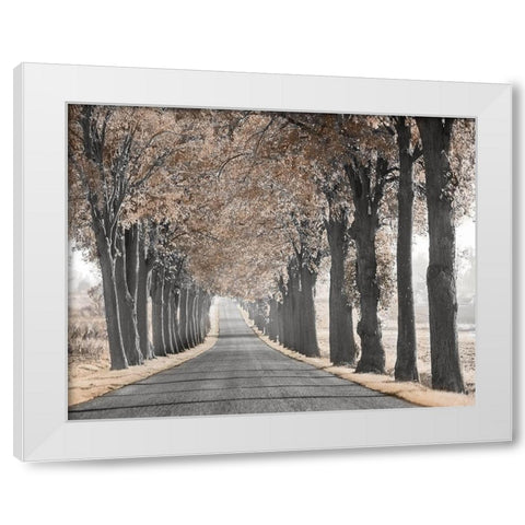 Road Through Tree Alley White Modern Wood Framed Art Print by Anonymous