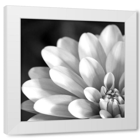 Radiating Petals White Modern Wood Framed Art Print by Anonymous