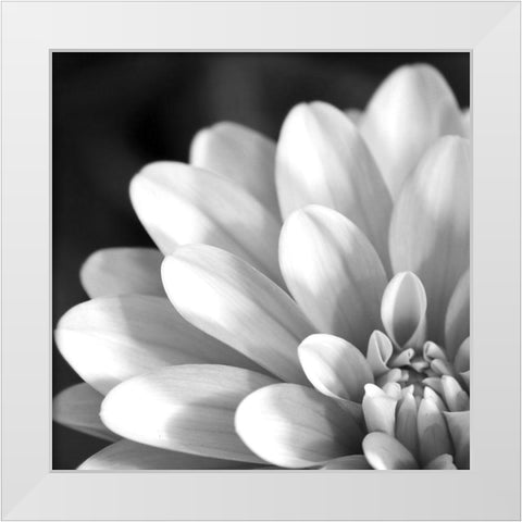 Radiating Petals White Modern Wood Framed Art Print by Anonymous