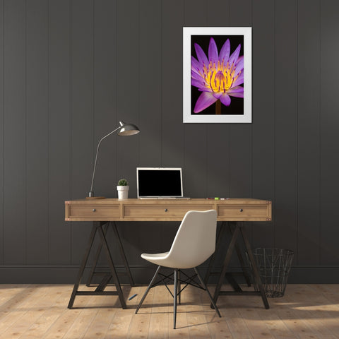Violet Lotus White Modern Wood Framed Art Print by Anonymous